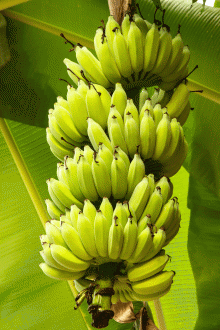 Бананы Кавендиш. Фото с loe.org