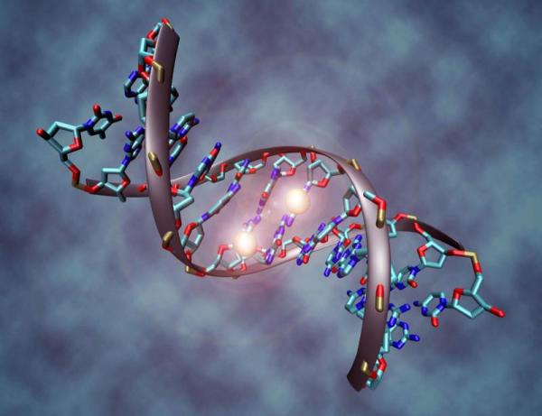 Учеными найдены гены, изменяющие продолжительность жизни