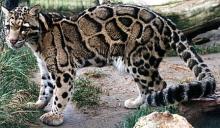 Дымчатый леопард. Фото: wikimedia.org