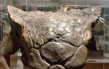 Череп анкилозавра из Музея скалистых гор. Фото: Википедия