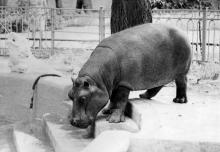 Бегемот Султан, прибывший в Одесский зоопарк из Рижского, осваивает новое место жительства. 1972 г.