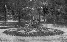 Клумба из ковровых растений у входа в сад. Фото в «Путеводителе по ботаническому саду Одесского государственного университета». 1956 г. 