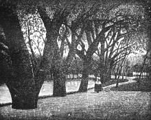 Часть Хаджибейского парка у пруда. Гравюра в книге «Одесса, как лечебный центр». 1896 г.