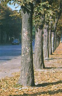 Осень в Одессе. Фотография в альбоме «Одесса: паспорт города». 1997 г.