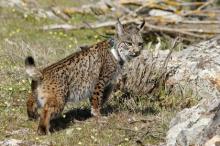 : : Iberian Lynx Ex-situ Conservation Program