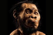 Homo naledi. : Mark Thiessen / National Geographic / AP