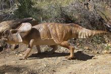 Protoceratops andrewsi. : gondwanastudios.com