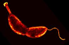 Caulobacter crescentus. : microbewiki