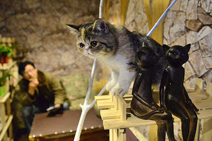 Пользователи Сети спасли династию кошек от выселения из музея