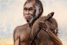   H. floresiensis,    . : Peter Schouten
