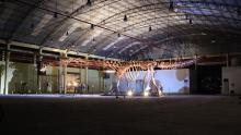  : Museo Paleontologico Egidio Fergulio / D. Pol