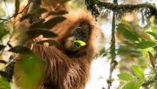 : Maxime Aliaga/Sumatran Orangutan Conservation Program