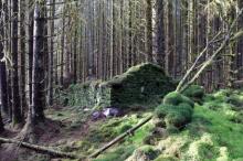 : Forest and Land Scotland