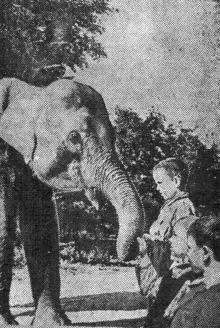 Ребята знакомятся со слоненком «Дели». Фото Я. Левита в газете «Большевистское знамя» 19 сентября 1950 г.