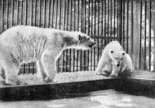 В зоопарке летом. Фото в буклете «Одесса», 1964 г.