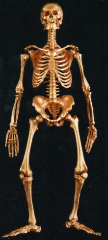 Израиль Рухомовский. «Саркофаг со скелетом». Скелет. (Фото из аукционного каталога «Sotheby-s» за 29 апреля 2013 г.)