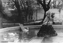 В Одесском зоопарке. 1960-е гг.