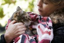 «Кот в мешке» и другие: благотворительная ярмарка в Одессе